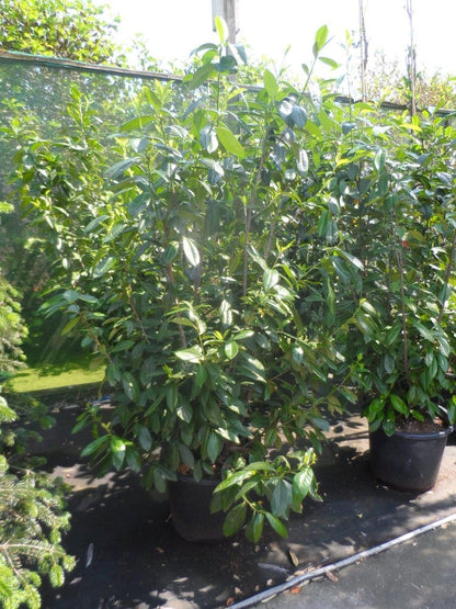  Laurier (Prunus Laurocerasus 'Novita')