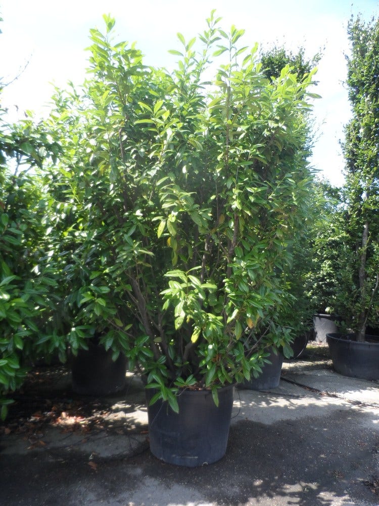  Laurier (Prunus Laurocerasus 'Novita')