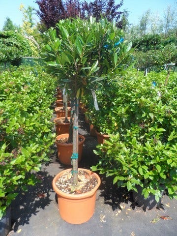  Laurierkers Op Stam (Prunus Laurocerasus 'Otto Luyken')