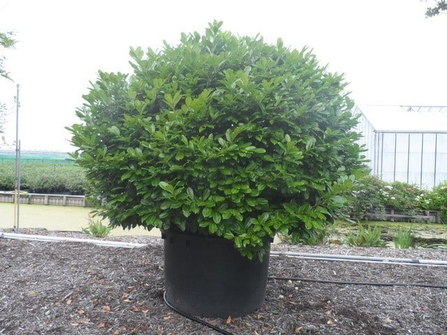  Laurier (Prunus Laurocerasus 'Rotundifolia')
