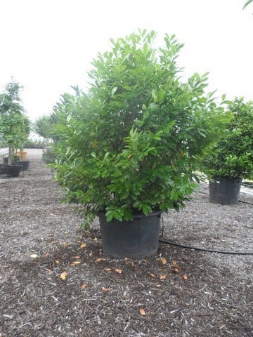  Laurier (Prunus Laurocerasus 'Rotundifolia')
