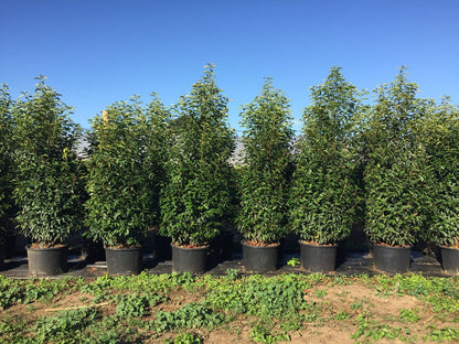  Grote Portugese Laurier (Prunus Lusitanica 'Angustifolia')