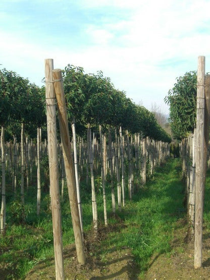  Portugese Laurier Als Boom (Prunus Lusitanica 'Angustifolia')