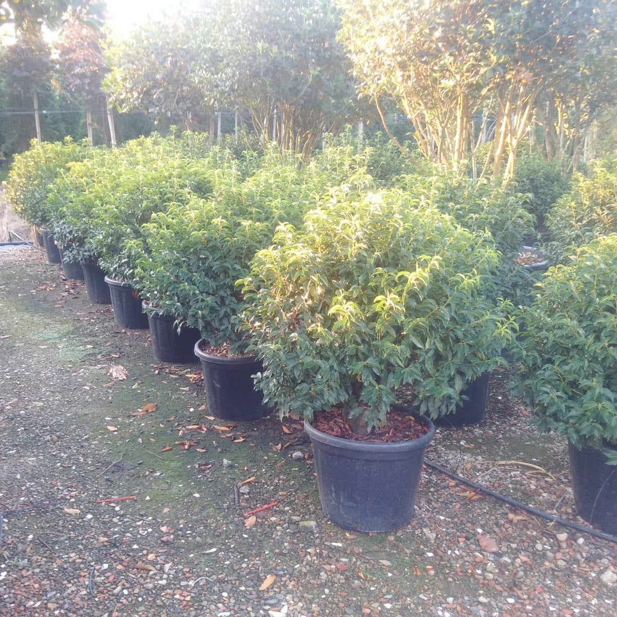  Portugese Laurier Als Bol (Prunus Lusitanica 'Angustifolia')