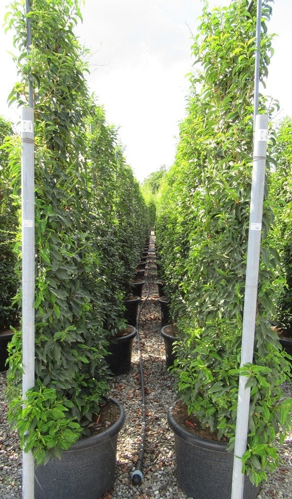  Portugese Laurier Als Leivorm (Prunus Lusitanica 'Angustifolia')