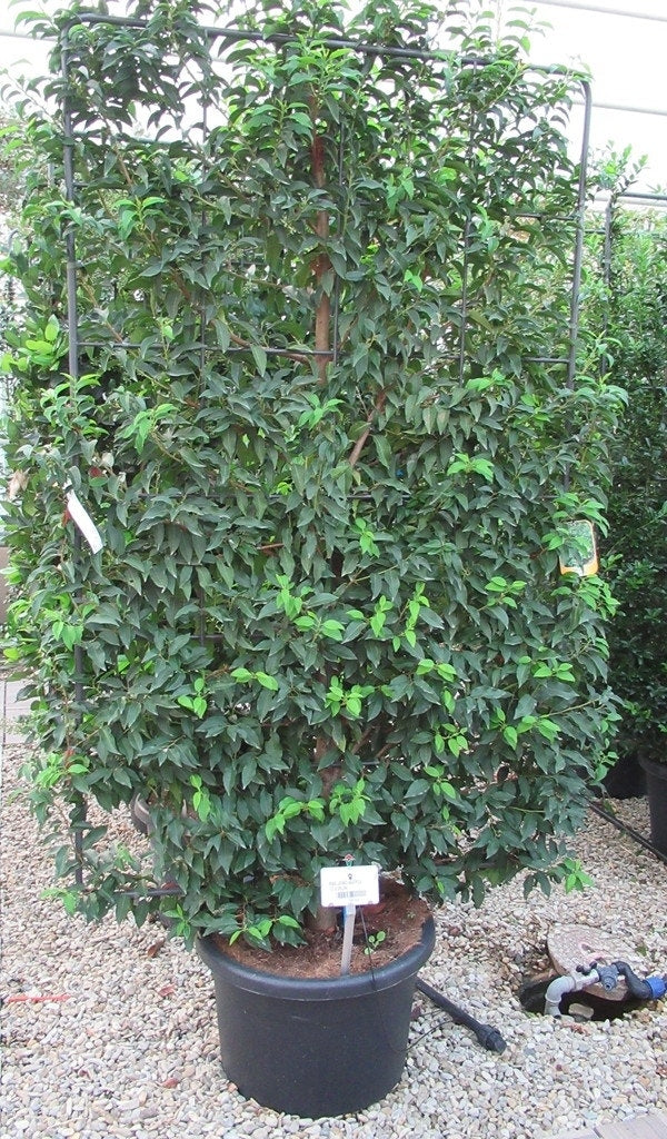  Portugese Laurier Als Leivorm (Prunus Lusitanica 'Angustifolia')