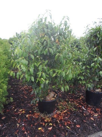  Portugese Laurier (Prunus Lusitanica)