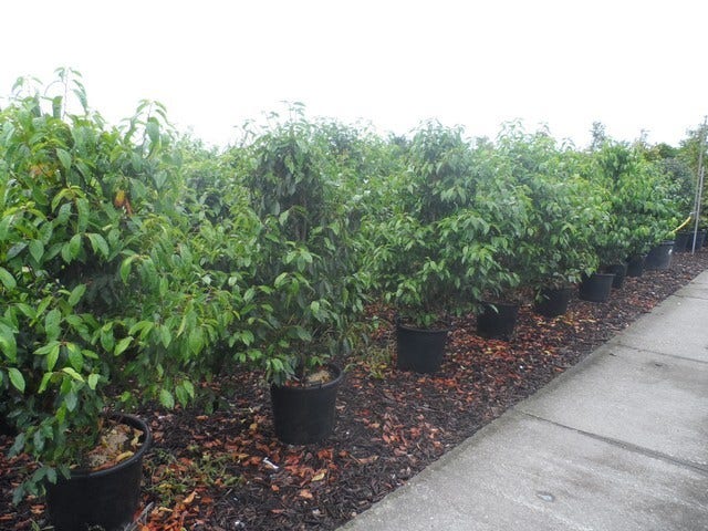  Portugese Laurier (Prunus Lusitanica)