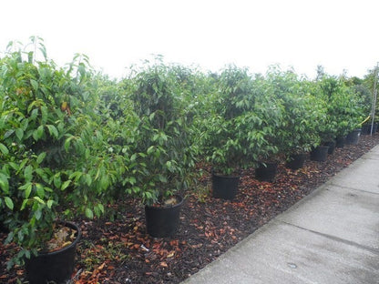  Portugese Laurier (Prunus Lusitanica)
