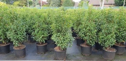  Portugese Laurier (Prunus Lusitanica)