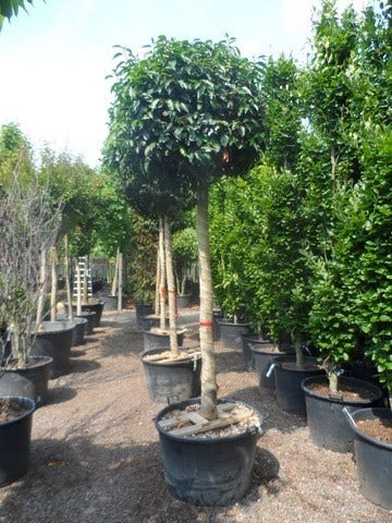  Portugese Laurier Als Boom (Prunus Lusitanica)