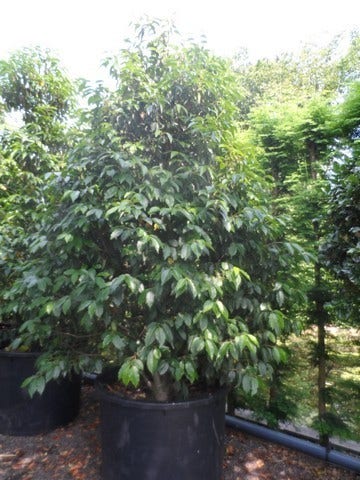  Portugese Laurier (Prunus Lusitanica)