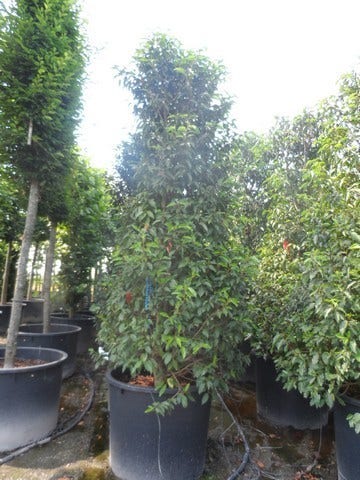  Portugese Laurier (Prunus Lusitanica)