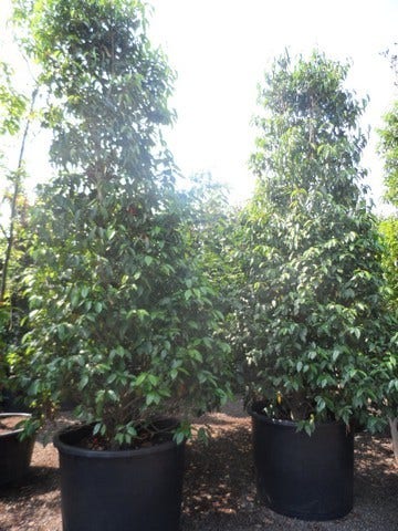  Portugese Laurier (Prunus Lusitanica)