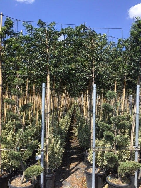  Portugese Laurier Als Leiboom (Prunus Lusitanica)