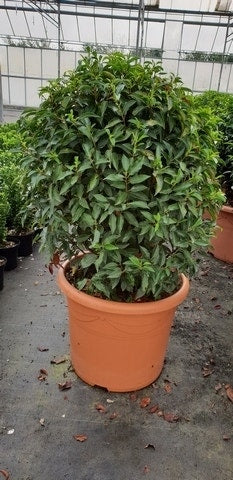  Portugese Laurier Als Bol (Prunus Lusitanica 'Angustifolia')