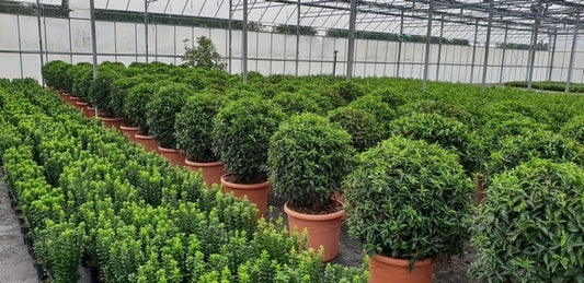  Portugese Laurier Als Bol (Prunus Lusitanica 'Angustifolia')
