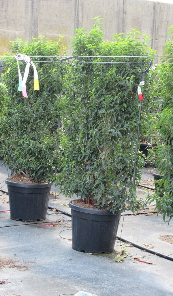  Portugese Laurier Als Leivorm (Prunus Lusitanica 'Angustifolia')