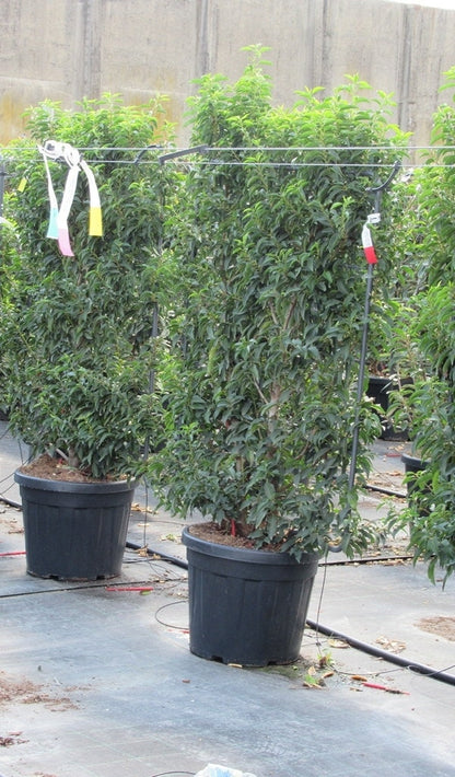  Portugese Laurier Als Leivorm (Prunus Lusitanica 'Angustifolia')