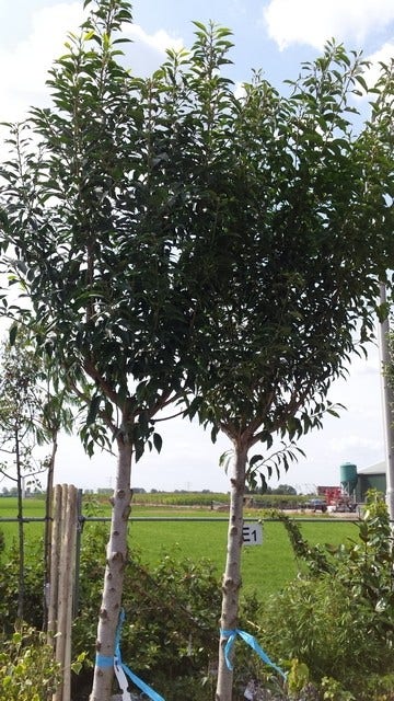  Portugese Laurier Als Boom (Prunus Lusitanica 'Angustifolia')