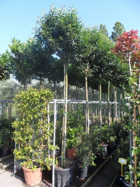  Portugese Laurier Als Boom (Prunus Lusitanica 'Angustifolia')