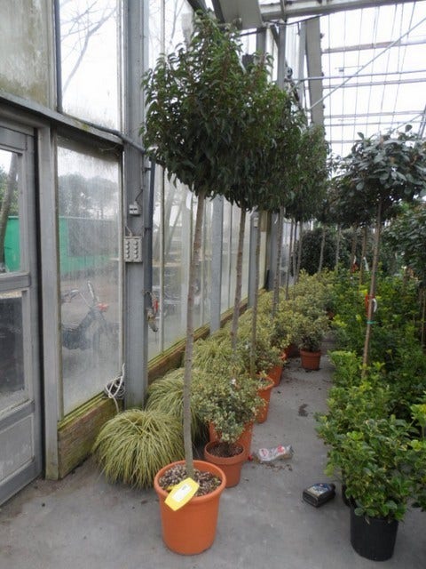  Portugese Laurier Als Boom (Prunus Lusitanica 'Angustifolia')