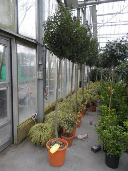  Portugese Laurier Als Boom (Prunus Lusitanica 'Angustifolia')