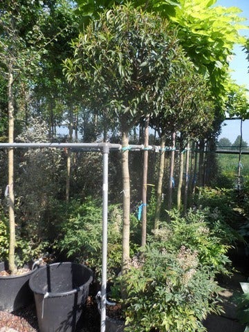  Portugese Laurier Als Boom (Prunus Lusitanica 'Angustifolia')