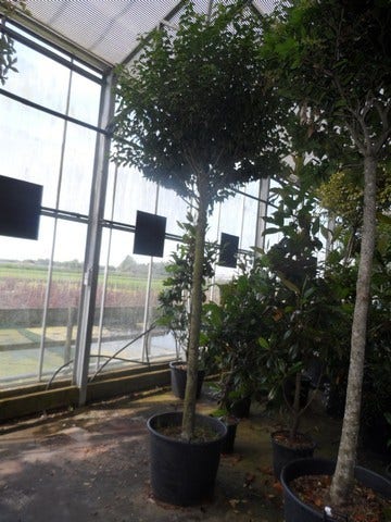  Portugese Laurier Als Boom (Prunus Lusitanica 'Angustifolia')