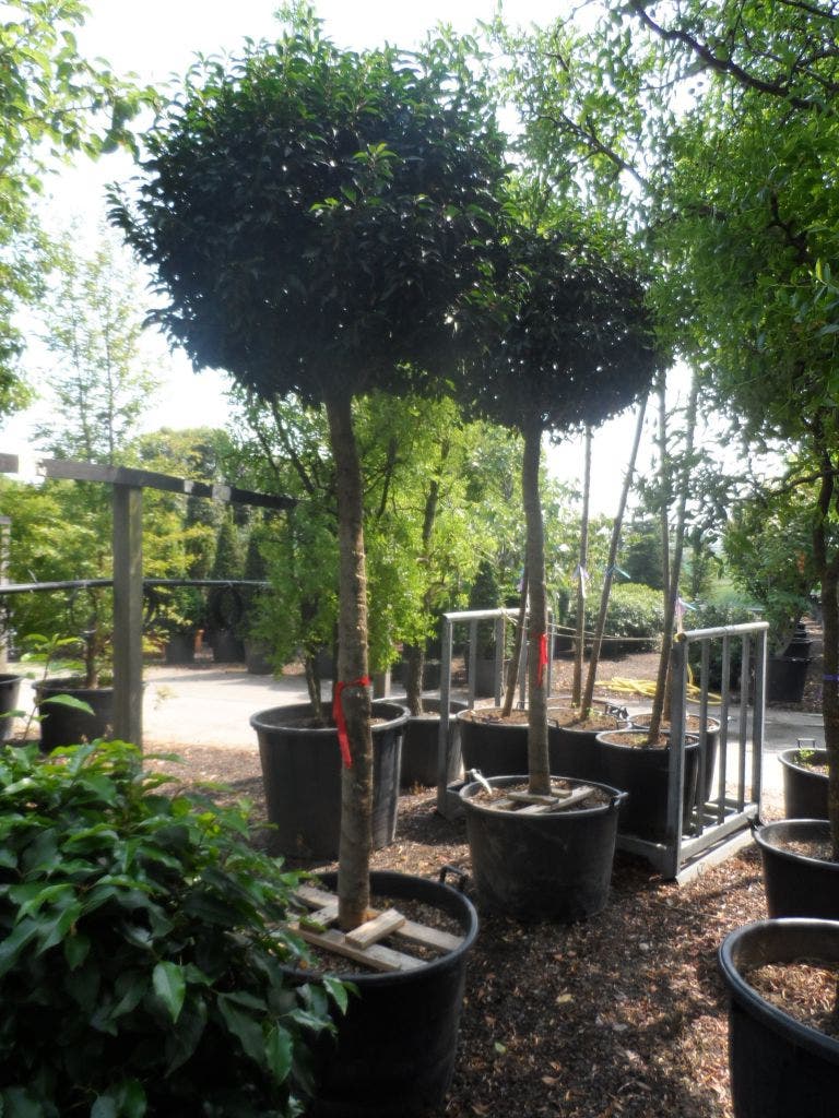  Portugese Laurier Als Boom (Prunus Lusitanica 'Angustifolia')