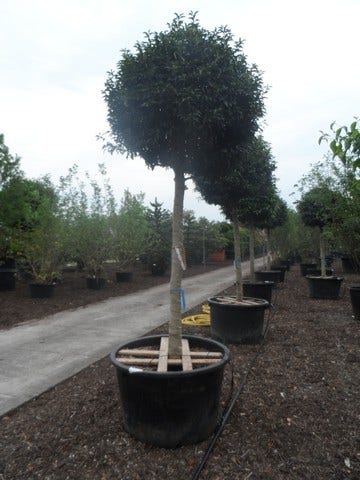  Portugese Laurier Als Boom (Prunus Lusitanica 'Angustifolia')