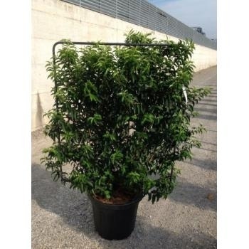  Portugese Laurier Als Leivorm (Prunus Lusitanica 'Angustifolia')