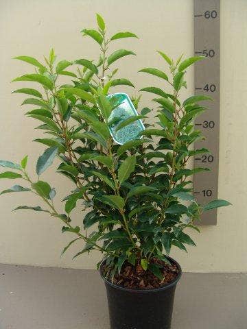  Portugese Laurier (Prunus Lusitanica 'Angustifolia')