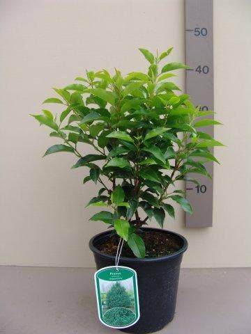  Portugese Laurier (Prunus Lusitanica 'Angustifolia')
