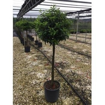 Portugese Laurier Op Stam (Prunus Lusitanica 'Angustifolia')