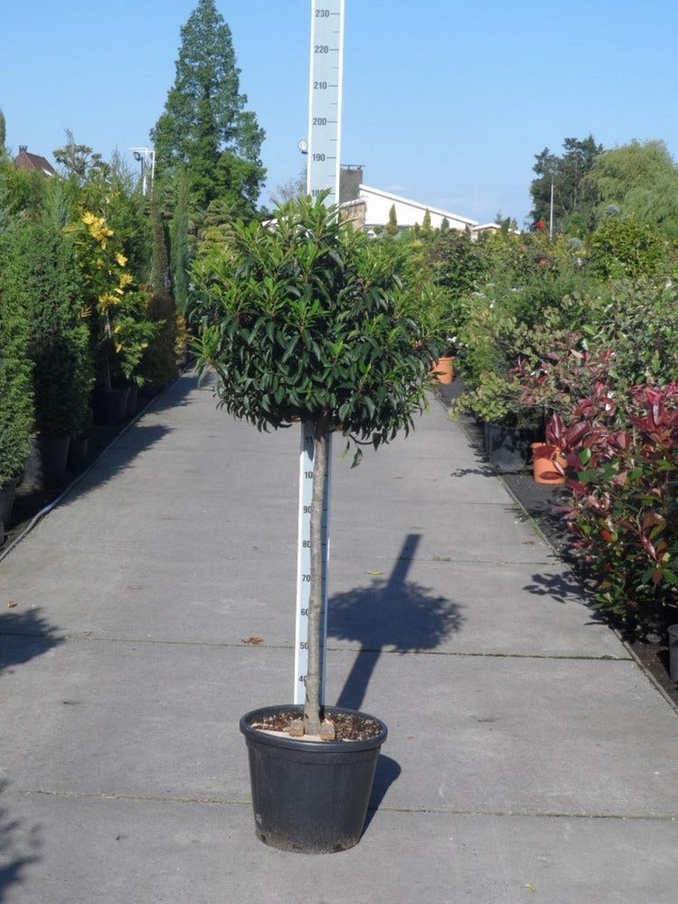  Portugese Laurier Op Stam (Prunus Lusitanica 'Angustifolia')