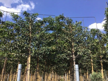  Portugese Laurier Als Leiboom (Prunus Lusitanica)