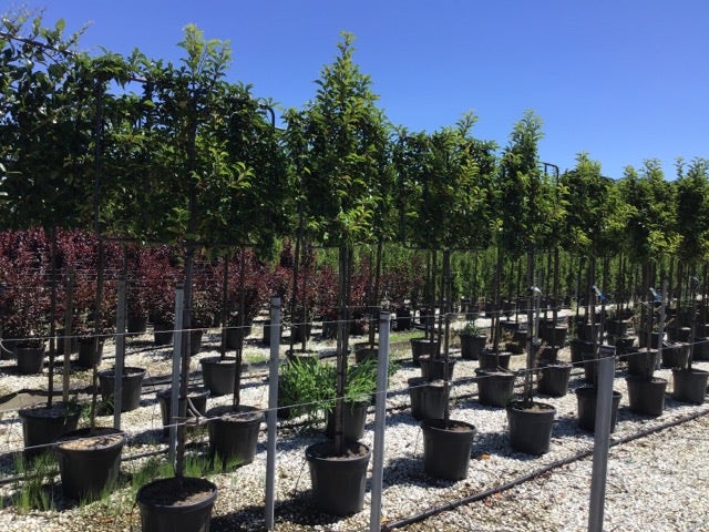  Portugese Laurier Als Leiboom (Prunus Lusitanica)