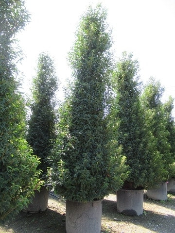  Portugese Laurier, Piramide (Prunus Lusitanica )