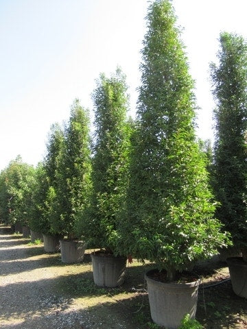  Portugese Laurier, Piramide (Prunus Lusitanica )