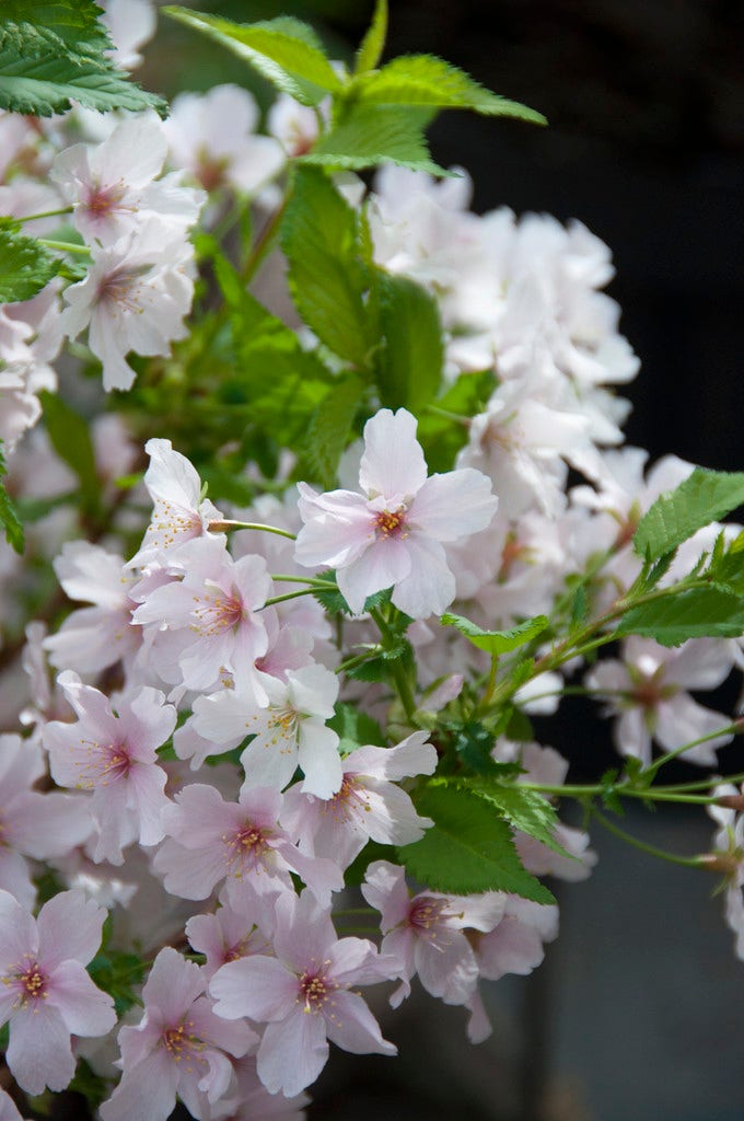  Japanse Sierkers (Prunus Nipponica 'Brillant')