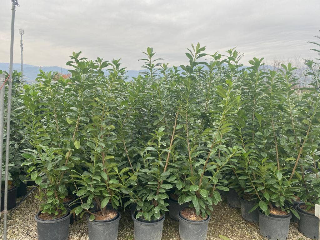  Laurier (Prunus Laurocerasus 'Novita')