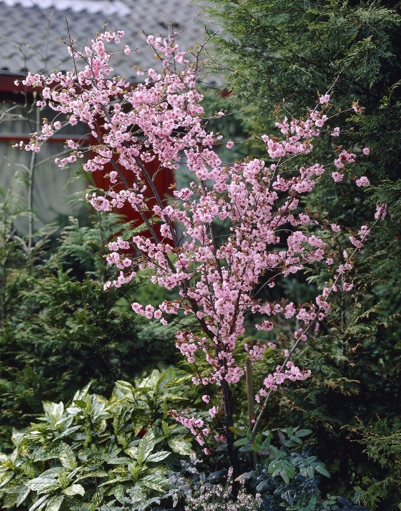  Perzikboom (Prunus Persica)