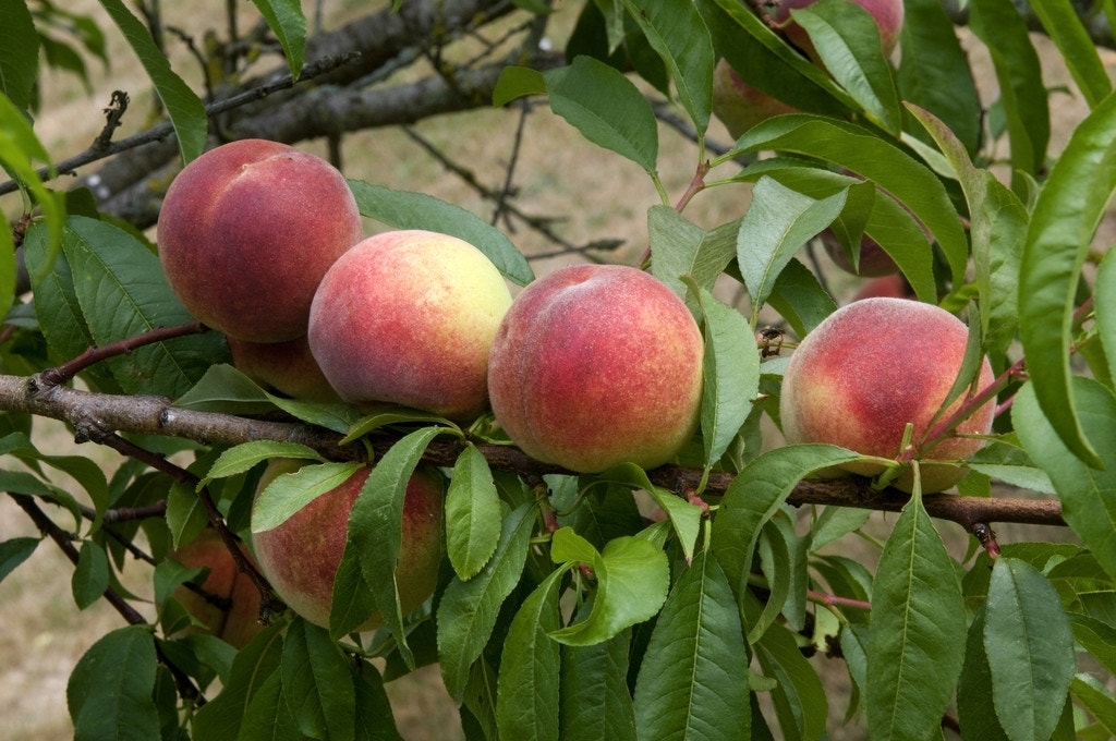  Perzikboom (Prunus Persica 'Amsden')