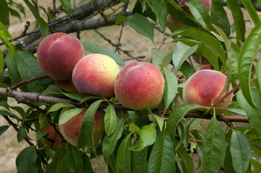  Perzikboom (Prunus Persica 'Amsden')