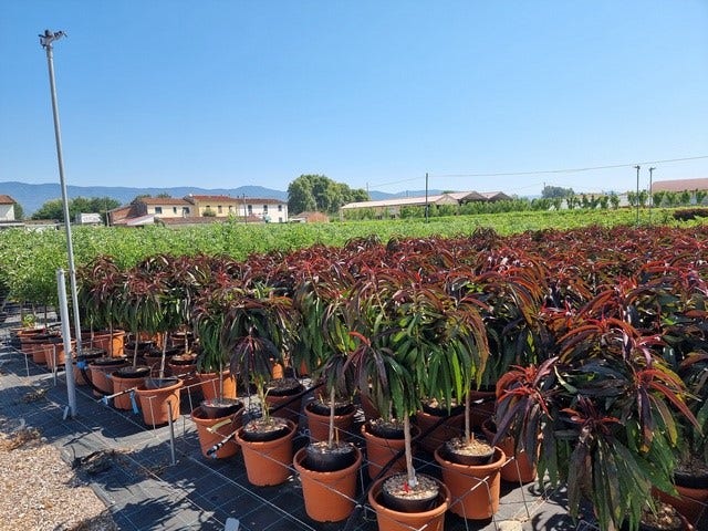  Perzik Op Stam (Prunus Persica 'Nana Crimson Bonfire')