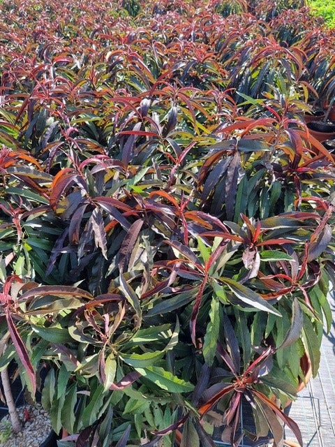  Perzik Op Stam (Prunus Persica 'Nana Crimson Bonfire')