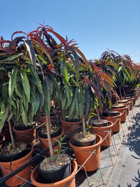  Perzik Op Stam (Prunus Persica 'Nana Crimson Bonfire')
