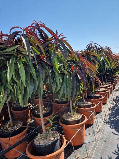  Perzik Op Stam (Prunus Persica 'Nana Crimson Bonfire')