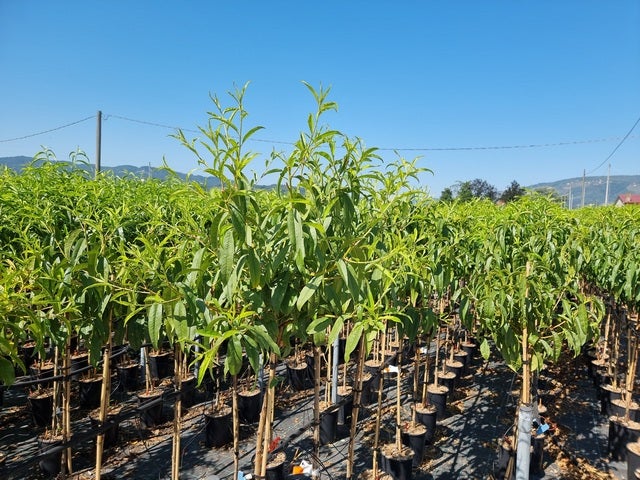  Perzik Als Halfstam (Prunus Persica 'Redhaven')